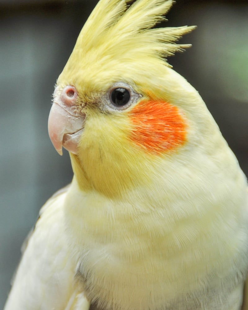 Case bilder -Pet Paw Group- Norce (3)