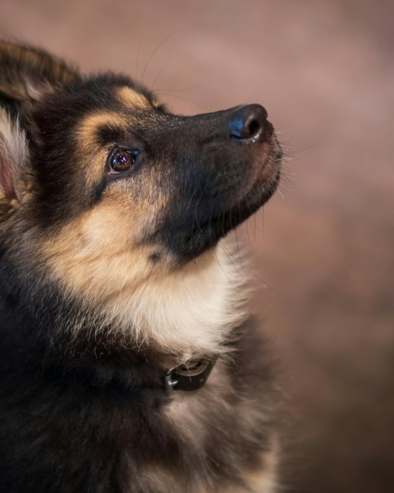 Case bilder -Pet Paw Group- Norce